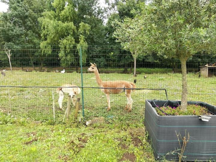 Belle Maison Du Quercy Septfonds Dış mekan fotoğraf